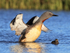 Red-throated Diver wing flap next to chick, Floi, Iceland