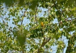 Golden Oriole