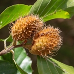 Beech nuts (Fagus sylvatica)
