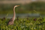Purple Heron