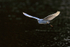Snowy Egret late afternoon flight, Venice Rookery, Florida