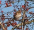 03 Redwing in Crabapple tree