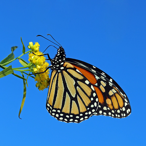 A Monarch butterfly.