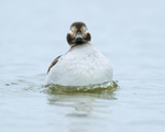 Long-tailed Duck (female) bathing, Iceland