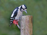 G.S. Woodpecker