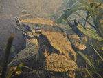 Common toad _2235