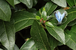 Holly Blue (female) on viburnum, Oxfordshire