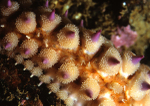 Marthasterias glacialis detail