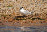 Sandwich Tern