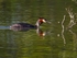 Great Crested Grebe