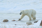 Polar Bear using stepping stones, Churchill, Canada