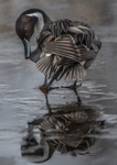 Northern Pintail Duck on ice