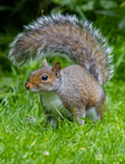 Grey Squirrel