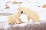 Break in Polar Bear fight, Churchill, Canada
