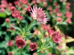 Astrantia