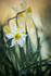 Daffodils in the wind