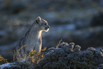 Puma breath in cool air, Torres del Paine, Chile