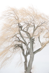 TREES WEEK #1