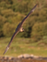 Arctic Skua approaches head-on, Norway