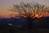 African Sunset