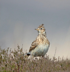 Skylark - Alauda arvensis