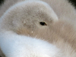 Sleepy Cygnet