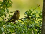 Greenfinch