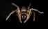 Sac Spider