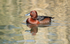 Ferruginous Duck