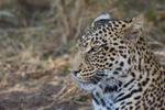 Leopard Youngster 3