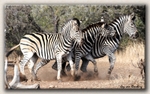 Zebra's on the move