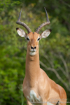 Alarming impala ram