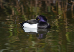 Tufted Duck