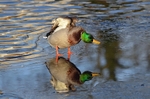 Mallard