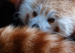 Red Panda