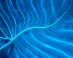 Spirit Leaf