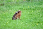 Brown Hare