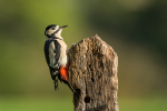 Great Spotted Woodpecker