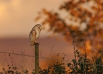 Barn Owl