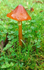 Blackening Waxcap