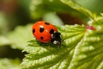 Seven Spot Ladybird