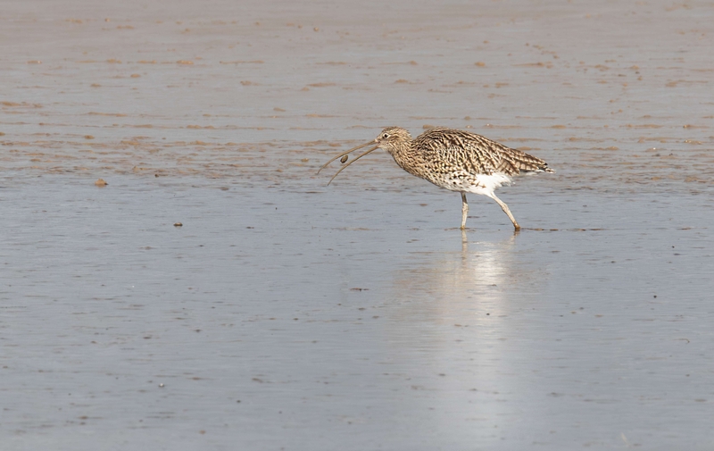 Eurasian Curlew - Dee Estuary - North Wales