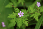 Herb Robert flower, Heddon Valley, Devon, England