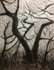Wild Wood Drawing 6 56cm x 76cm Graphite on Paper
