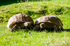 Tortoises - DSC_0527