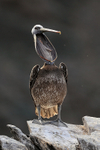 Peruvian Pelican, open bill, Chile
