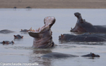 Hippos  in the Luangwa