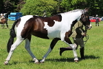 SIAL4170