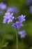 Spanish Bluebell          ref fs 1