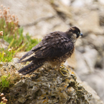Peregrine (juvenile) ruffling its feathers